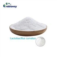 فریز ڈرائینگ لیکٹوبیسیلس جینسینی